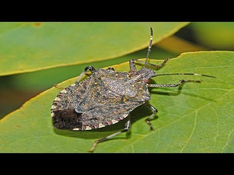Blemish Insect Brown marmorated stink bug damage | Halyomorpha halys | What stink bug ...