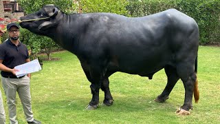 Nili Ravi Buffalo Bulls Of Al- Haiwan Group Production Unit