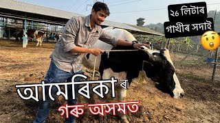 আমেৰিকা ৰ গৰু ইয়াত  Freshk farm in Assam Explored