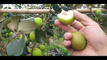 Vườn Táo Định Bỏ Hoang Mà Thu Tiền Hơn Năm Ngoái l Núi Đồi Lục Ngạn