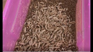 Exploring Insect Larvae as a sustainable alternative for protein feed and waste management
