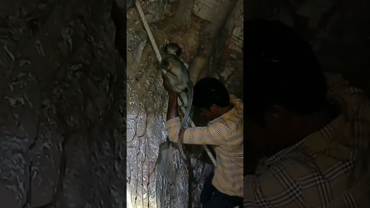 ❤😱BABY MONKEY RESCUE 
