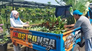 Berburu tanaman murah untuk taman depan dapur | dapat 1 pick-up