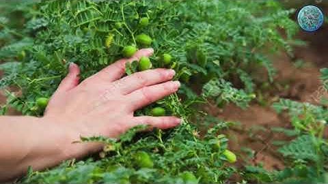 Dynamic Patterns in Water as Analogue Models