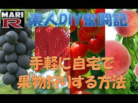 【生活DIY】手軽に自宅で果物狩りする方法