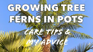Growing Tree Ferns in Pots & Containers  Care Tips & My Experiences