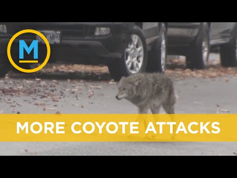 Video: Seram Di Bukit: Coyote Snatches Celebrity Pup