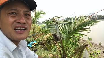 Câu cá sông gần cầu phú cường lên cá trê khùng