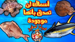 جميع أسماك المغرب ? زائد بعض المعلومات