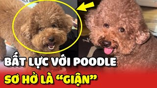 Chú chó Poodle sơ hở là GIẬN khiến chị chủ BẤT LỰC  | Yêu Lu