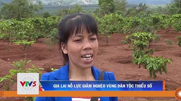 GIA LAI NỖ LỰC GIẢM NGHÈO VÙNG DÂN TỘC THIỂU SỐ | VTV5