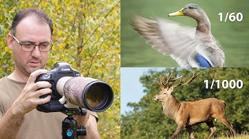 How to Use Shutter Priority Mode for Wildlife Photography - Advantages & Disadvantages