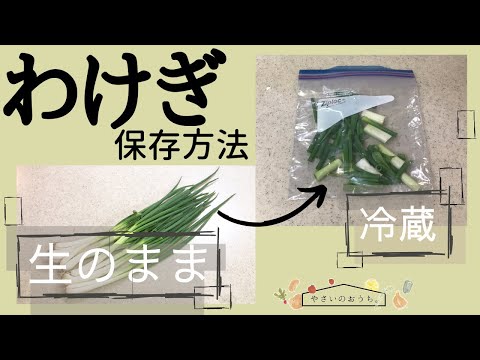 わけぎの保存方法｜冷凍・冷蔵・保存期間と保存食レシピ！下ごしらえも簡単に