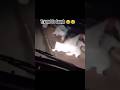 try not to laugh 😂😂 #viral #funny #feedshorts  #comadyvideo