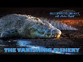 The vanishing fishery - US 41