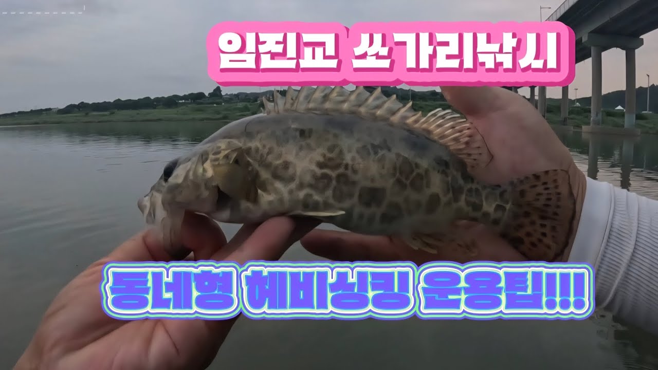 오랫만에 찾아간  (구 화이트교) 임진교 쏘가리낚시