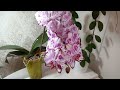 Прекрасные орхидеи 🌸 Излишки хой 🌱