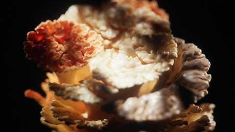 Simulating Growth on Meshes – Houdini Tutorial