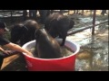 Слонята принимают ванну на Пхукете