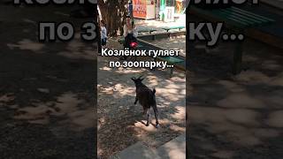 Смешной козлёнок удивил посетителей зоопарка 🐐😂#козленок #животные #зоопарк #милыезверюшки #shorts