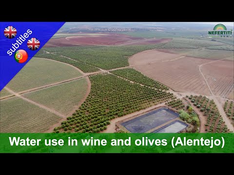 Видео: Alentejo Вина и съвети за винарна