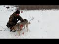 Охотник наблюдал за раненой волчицей. То, что произошло потом, просто удивительно!