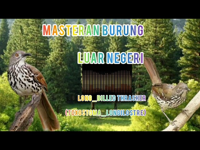MASTERAN MANCA NEGARA LONG_BILLED THRASHER (toxostoma longirostre)MP3 AUDIO JERNIH class=