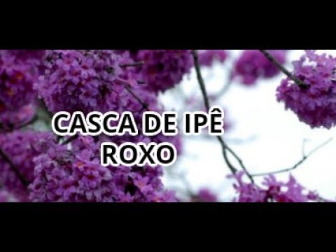 CASCA DE IPÊ ROXO PARA DIABETES E PROBLEMAS RESPIRATORIOS - thptnganamst.edu.vn