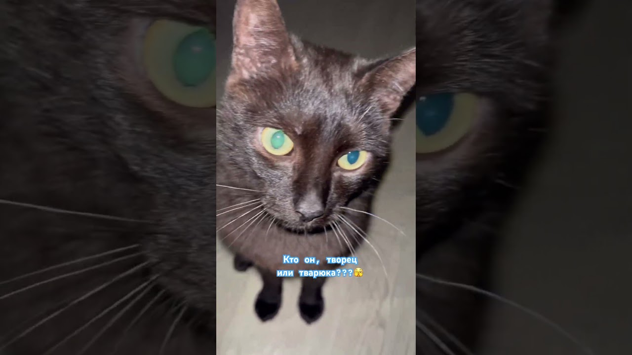Кто кот творец или тварюка?!?  