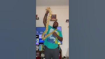 Retic putting on some size #snake #reptiles #reticulatedpython #foryou #snakelovers