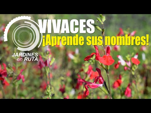 Visito el VIVERO SUSTRAI MINTEGIAK. VIVACES y GRAMÍNEAS de otro nivel [JARDINES en RUTA #14]