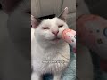 Doing makeup routine for the cat *By pickleandthenoodle* #makeup #shorts