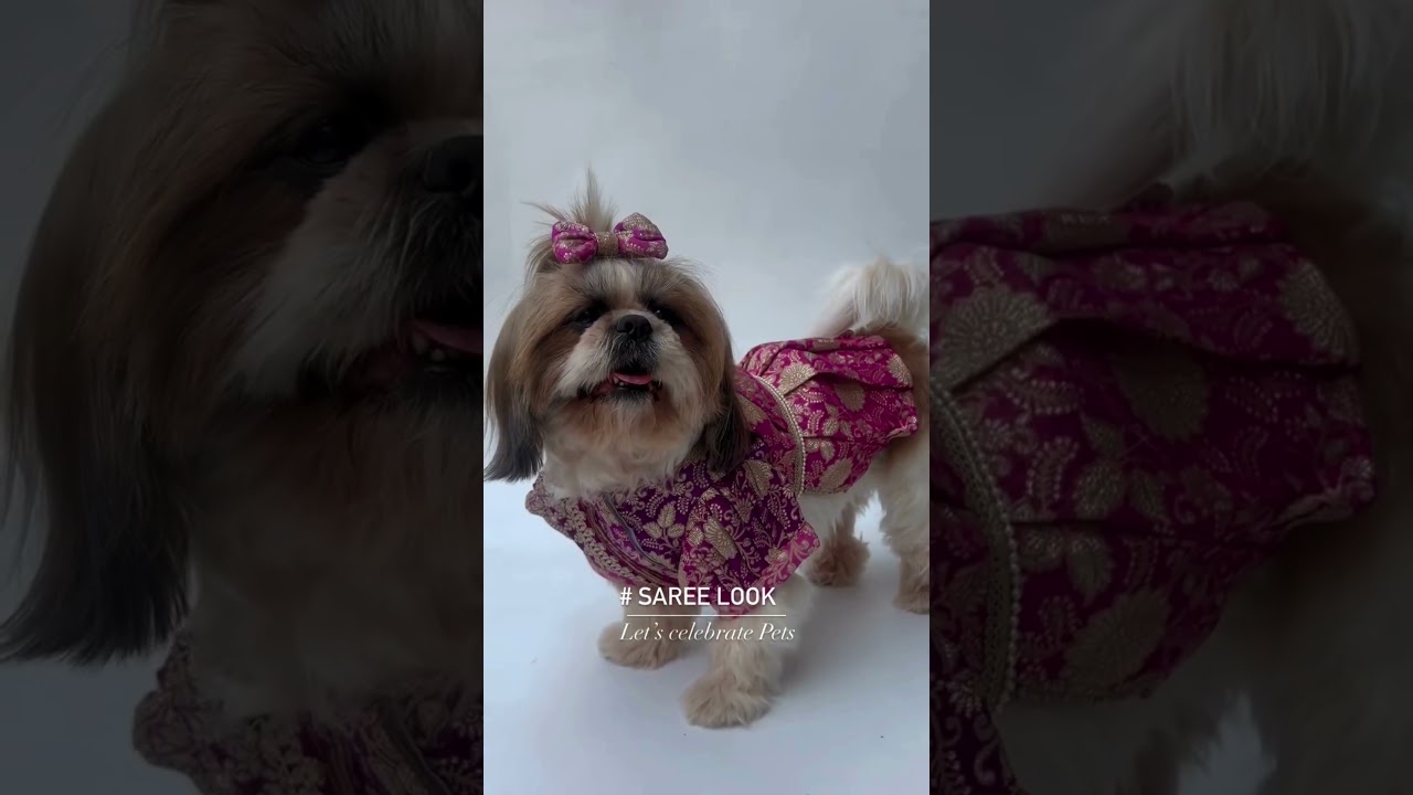 The Cutest Dog Wedding Outfits EVER – Prepare to Melt!