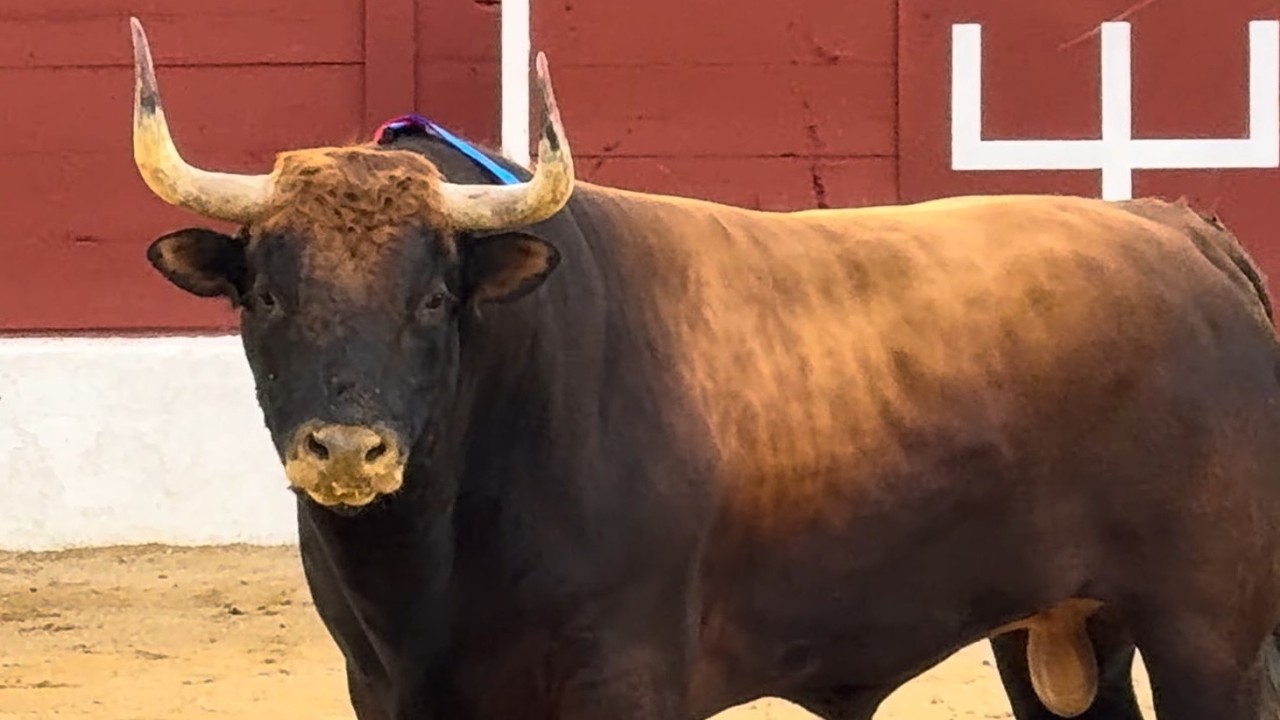 Salida 4º toro de RETA DE CASTA NAVARRA: "SEÑOR" - 25-abril-2026 - San Agustín del Guadalix