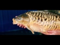 The Life of a Fish Farmer - Team Korda - YouTube