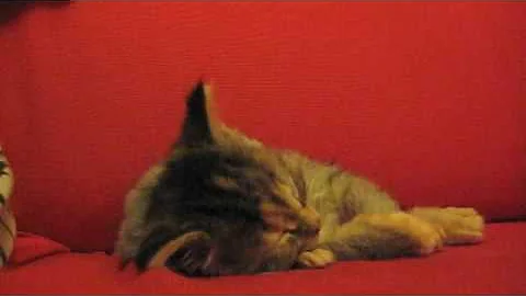 Video 831521: maine coon cross kittens, kitten first, kitten meets
