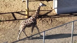 Judge denies Natural Bridge Zoo emergency injunction