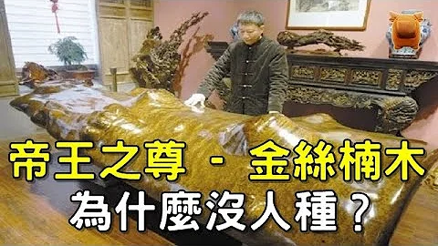 帝王之尊—金丝楠木，价值万金、为什么没人种？ - 天天要闻