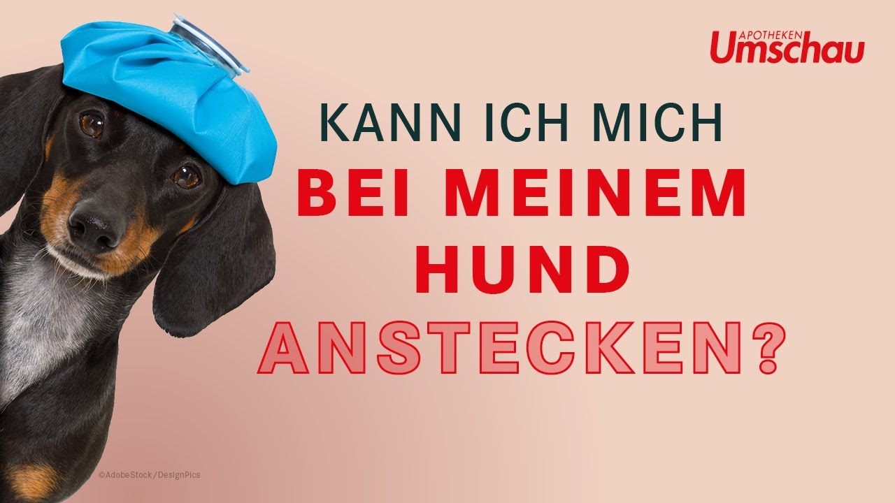 Ist Mein Hund Glücklich Test Ist mein Hund ansteckend? | Tiergesundheit - YouTube