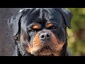 O Poder do Rottweiler | o cachorro mais perigoso que existe