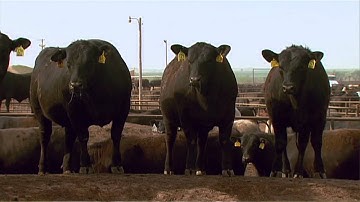 Angus VNR:  Sorting for feedlot success