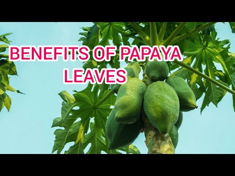 Usidharau Tena Kutumia Majani Ya Papai