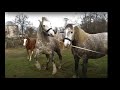 Коні Ваговози. КРАСА І ГРАЦІЯ !!! BEAUTIFUL HORSE!!!