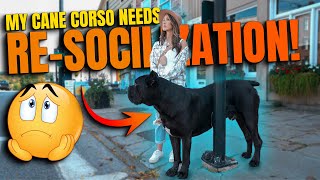 RESOCIALIZING My Cane Corso  He Needs It BADLY!