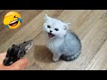 笑ったら負け😍 2025 年の最も面白い猫と犬の動画 😹🐶 パート 1