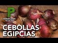 Oignons gyptiens oignons ambulants  permaculture en galice
