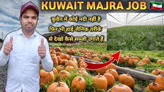 Kuwait me majra ka kam kaise hota hai | मजरा में खेती कैसे करते हैं कुवैत मजरा Job | सब्ज़ी की खेती