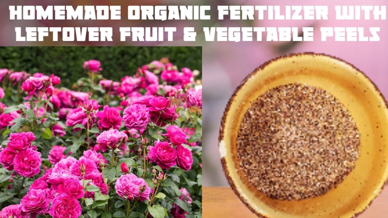 Simple and Free homemade Organic Fertilizer Compost with