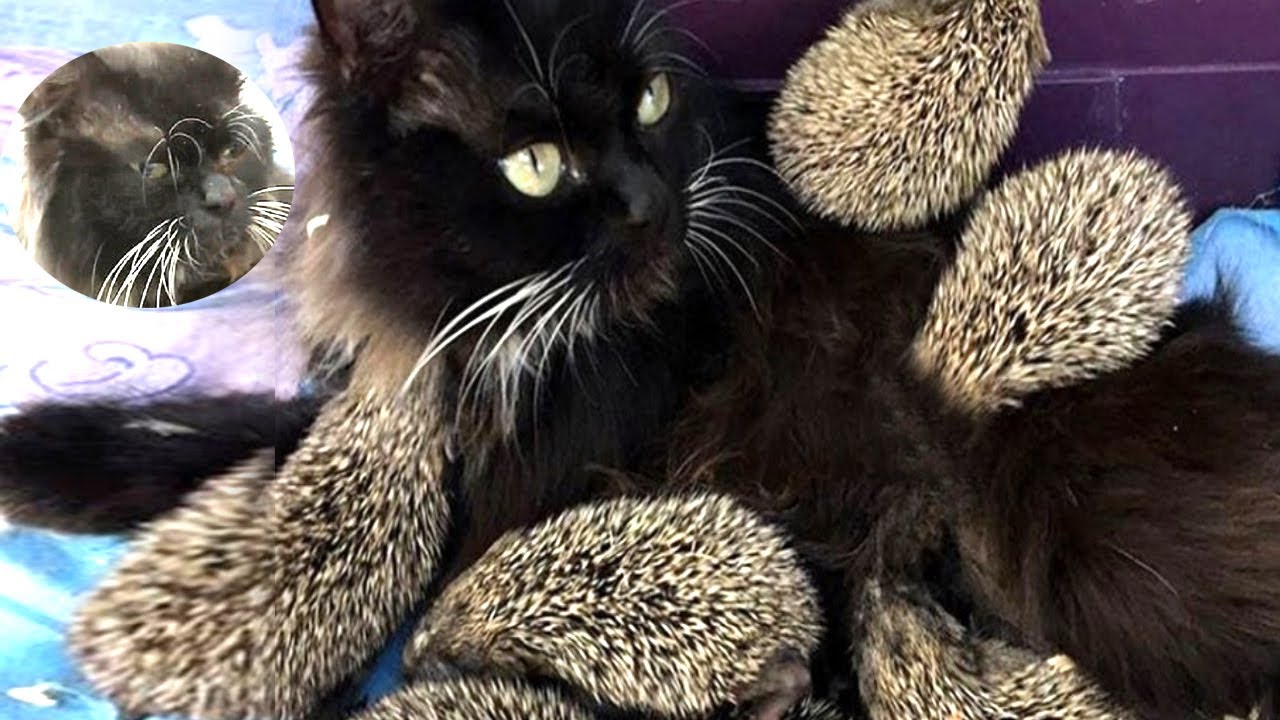 Cat Gives Birth, Then Doctors Realize They’re Not Kittens Something
