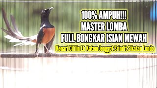 Pancingan Pagi Hari MURAI BATU 100% SUKSES memancing Lawan Bongkar Isian langsung EMOSI